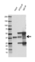 Anti ATG3 Antibody, clone OTI3C6 (PrecisionAb Monoclonal Antibody) thumbnail image 4