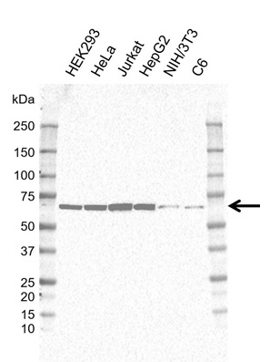 Anti ATIC Antibody, clone AB05/1D1 (PrecisionAb Monoclonal Antibody) gallery image 1