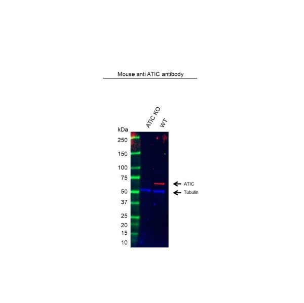 Anti ATIC Antibody, clone AB05/1D1 (PrecisionAb Monoclonal Antibody) gallery image 2