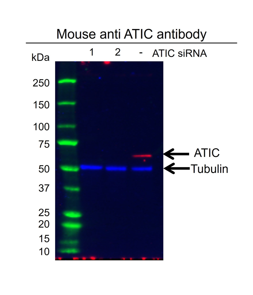 Anti ATIC Antibody, clone AB05/1D1 (PrecisionAb Monoclonal Antibody) gallery image 4
