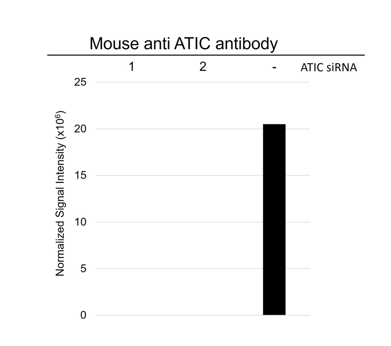 Anti ATIC Antibody, clone AB05/1D1 (PrecisionAb Monoclonal Antibody) gallery image 5