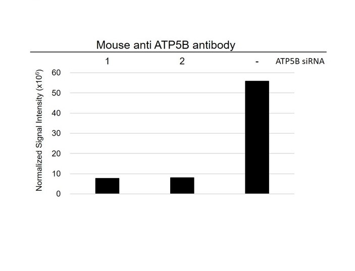 Anti ATP5B Antibody, clone OTI1F7 (PrecisionAb Monoclonal Antibody) gallery image 3