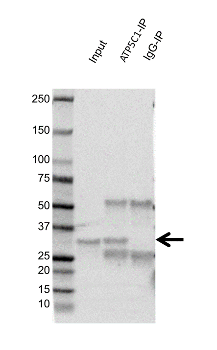 Anti ATP5C1 Antibody, clone OTI2H6 (PrecisionAb Monoclonal Antibody) gallery image 2