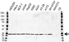 Anti ATP5O Antibody, clone OTI2E9 (PrecisionAb Monoclonal Antibody) gallery image 1