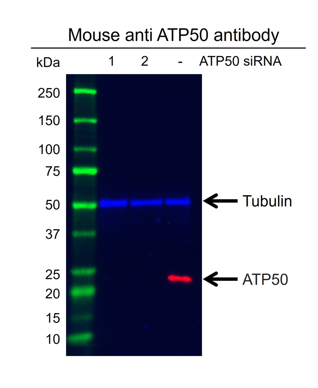 Anti ATP5O Antibody, clone OTI2E9 (PrecisionAb Monoclonal Antibody) gallery image 2