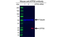 Anti ATP5O Antibody, clone OTI2E9 (PrecisionAb Monoclonal Antibody) gallery image 2