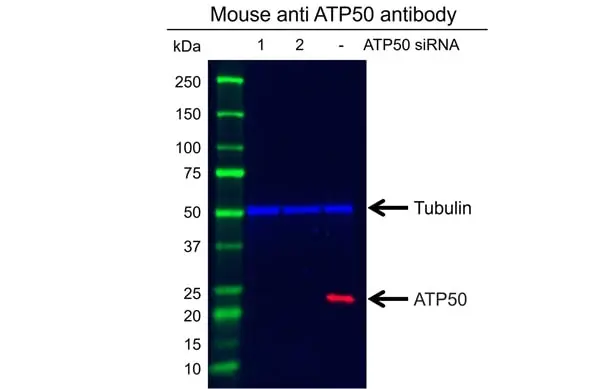 Anti ATP5O Antibody, clone OTI2E9 (PrecisionAb Monoclonal Antibody) gallery image 2
