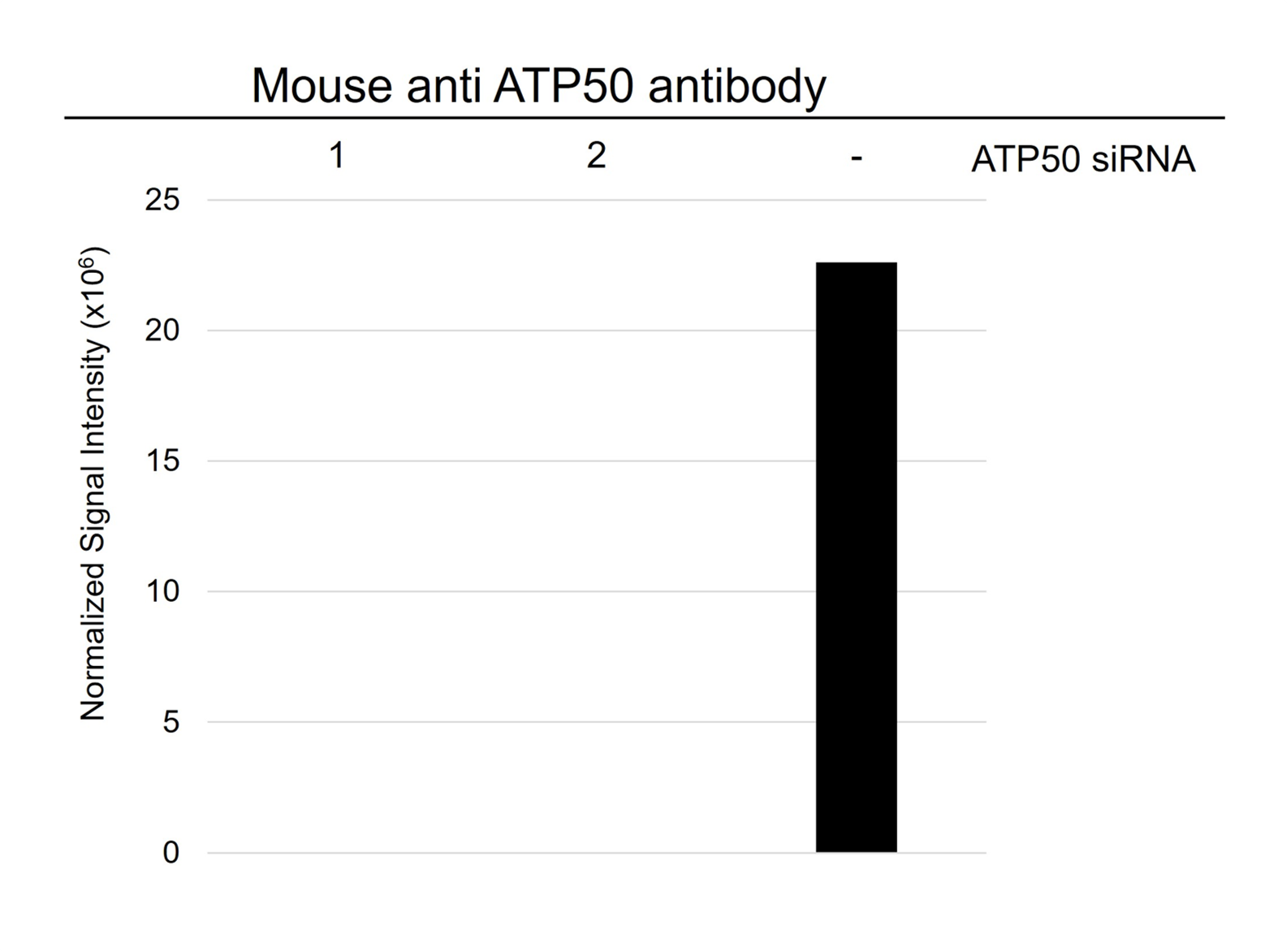 Anti ATP5O Antibody, clone OTI2E9 (PrecisionAb Monoclonal Antibody) gallery image 3