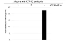 Anti ATP5O Antibody, clone OTI2E9 (PrecisionAb Monoclonal Antibody) gallery image 3