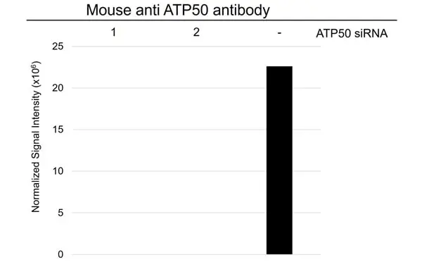 Anti ATP5O Antibody, clone OTI2E9 (PrecisionAb Monoclonal Antibody) gallery image 3
