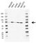 Anti ATP6V1A Antibody, clone AB01/4F4 (PrecisionAb Monoclonal Antibody) thumbnail image 1
