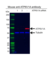Anti ATP6V1A Antibody, clone AB01/4F4 (PrecisionAb Monoclonal Antibody) thumbnail image 3