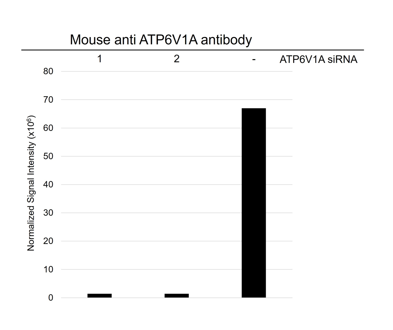 Anti ATP6V1A Antibody, clone AB01/4F4 (PrecisionAb Monoclonal Antibody) gallery image 4