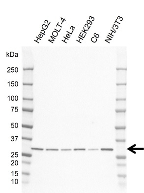 Anti ATP6V1E1 Antibody, clone AB03/4H1 (PrecisionAb Monoclonal Antibody) gallery image 1