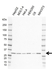 Anti ATP6V1E1 Antibody, clone AB03/4H1 (PrecisionAb Monoclonal Antibody) thumbnail image 1