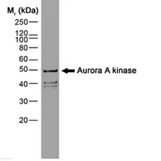 Anti Aurora-A Kinase Antibody, clone 35C1 gallery image 1