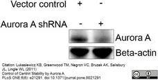 Anti Aurora-A Kinase Antibody, clone 35C1 gallery image 4