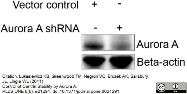 Anti Aurora-A Kinase Antibody, clone 35C1 gallery image 4