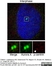 Anti Aurora-A Kinase Antibody, clone 35C1 thumbnail image 5
