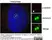 Anti Aurora-A Kinase Antibody, clone 35C1 thumbnail image 5