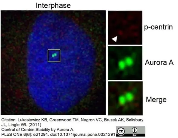 Anti Aurora-A Kinase Antibody, clone 35C1 gallery image 5