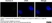 Anti Aurora-A Kinase Antibody, clone 35C1 thumbnail image 6
