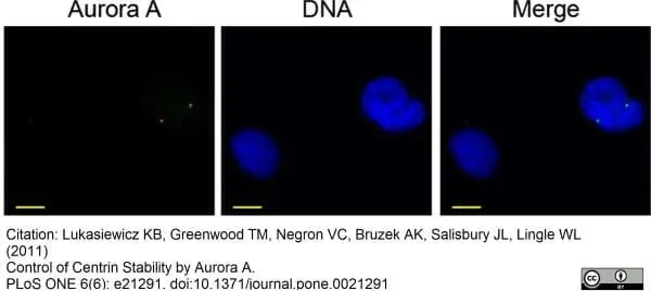Anti Aurora-A Kinase Antibody, clone 35C1 gallery image 6