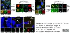 Anti Aurora-A Kinase Antibody, clone 35C1 gallery image 7