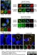 Anti Aurora-A Kinase Antibody, clone 35C1 thumbnail image 7