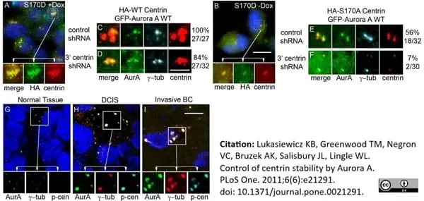 Anti Aurora-A Kinase Antibody, clone 35C1 gallery image 7