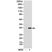 Anti Aurora-B Kinase Antibody, clone RM278 thumbnail image 1