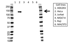 Anti AXL Receptor Tyrosine Kinase Antibody, clone 7E10 (PrecisionAb Monoclonal Antibody) gallery image 1