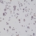 Anti BAG1 Antibody, clone RM310 thumbnail image 1