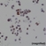 Anti BAG1 Antibody, clone RM310 thumbnail image 2