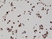 Anti BAG1 Antibody, clone RM310 thumbnail image 4