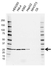 Anti BAG2 Antibody, clone AB01/3G9 (PrecisionAb Monoclonal Antibody) thumbnail image 1