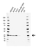 Anti BAK Antibody, clone AB04/1A2 (PrecisionAb Monoclonal Antibody) thumbnail image 1
