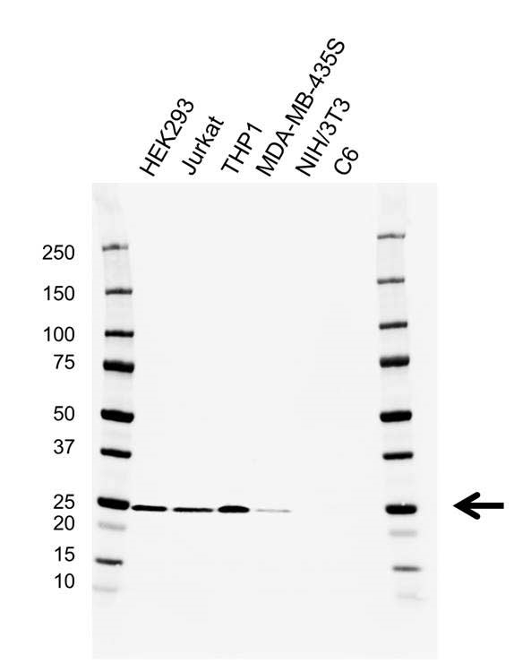 Anti BAK Antibody, clone AB04/1A2 (PrecisionAb Monoclonal Antibody) gallery image 1