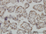 Anti Human BAX Antibody, clone 1F5-1B7 thumbnail image 1