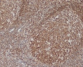 Bcl-10 Alexa Fluor 488 Bio-Rad antibody anti target:Human host:Mouse isotype:IgG1 clone:151 Staining of paraffin embedded human tonsil with Mouse anti Human Bcl-10 (MCA2750GA) following ant...