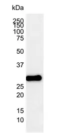 Anti Human Bcl-2 Antibody, clone 100 (Monoclonal Antibody Antibody) gallery image 2