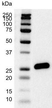 Anti Human Bcl-2 Antibody, clone 100 (Monoclonal Antibody Antibody) thumbnail image 3