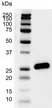 Anti Human Bcl-2 Antibody, clone 100 (Monoclonal Antibody Antibody) thumbnail image 3