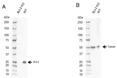Anti Human Bcl-2 Antibody, clone 100 (Monoclonal Antibody Antibody) gallery image 4