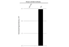Anti Human Bcl-2 Antibody, clone 100 (Monoclonal Antibody Antibody) gallery image 5