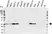 Anti Human Bcl-2 Antibody, clone 100 (Monoclonal Antibody Antibody) thumbnail image 6