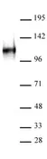 Anti Human BCL11A Antibody, clone BCL11A/123 thumbnail image 1