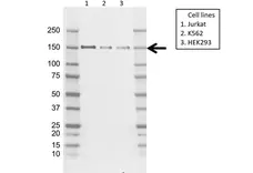 Anti BCLAF1 Antibody, clone AB02/2F2 (PrecisionAb Monoclonal Antibody) gallery image 1