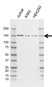 Anti BCLAF1 Antibody, clone AB02/2F2 (PrecisionAb Monoclonal Antibody) thumbnail image 1