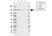 Anti BCLAF1 Antibody, clone AB02/2F2 (PrecisionAb Monoclonal Antibody) thumbnail image 1